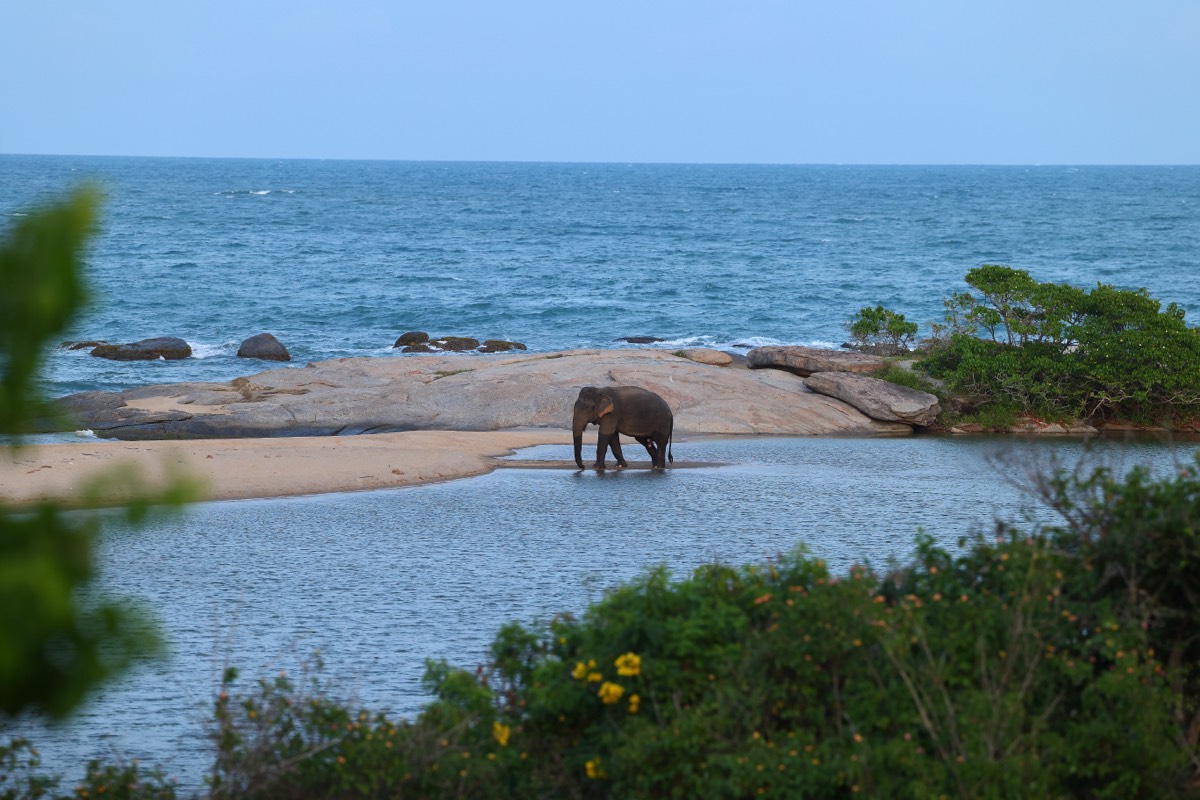 Wild elephant at the coastal rocks of Sri Lanka