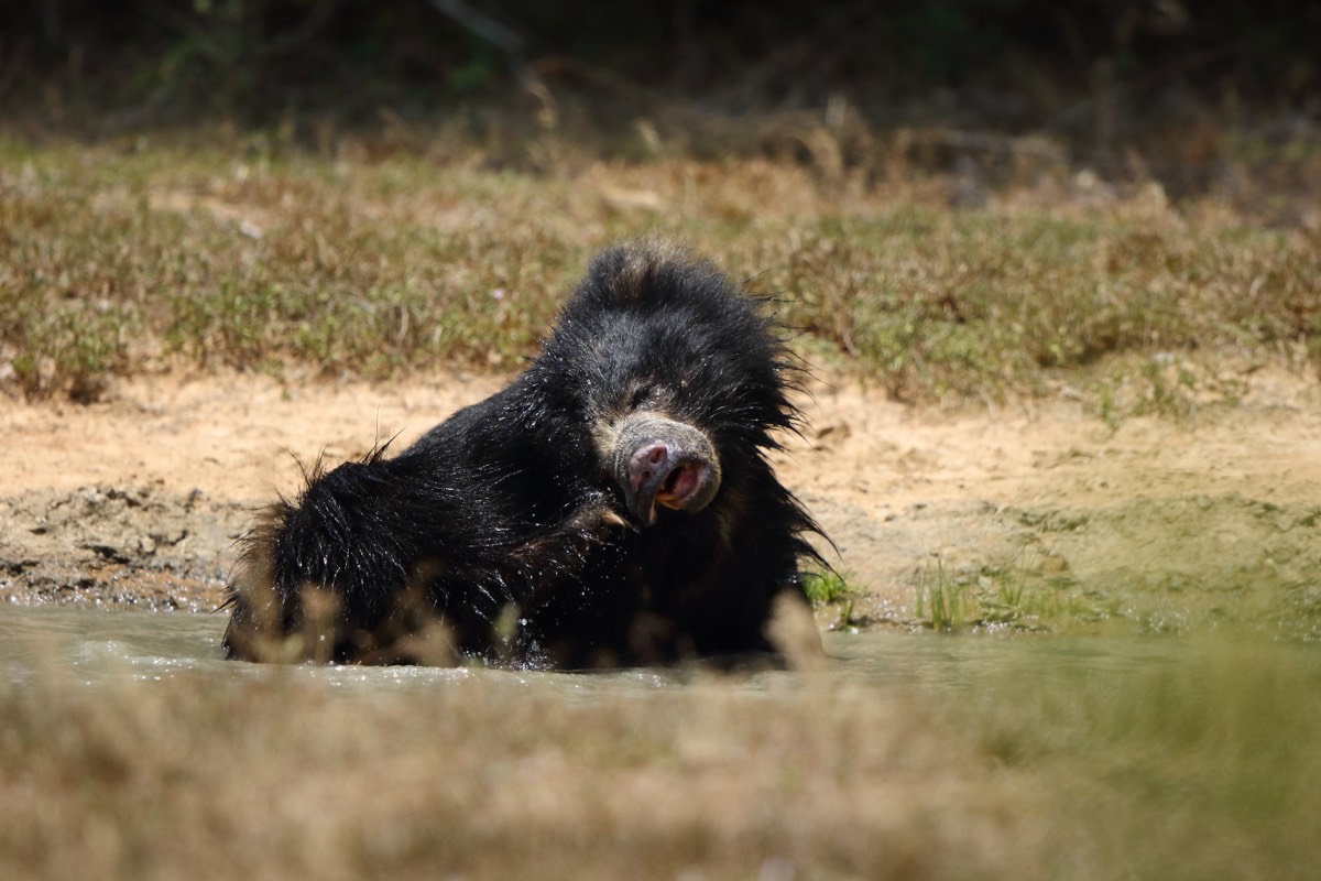 Sri Lankan sloth bear bathing in muddy waters
