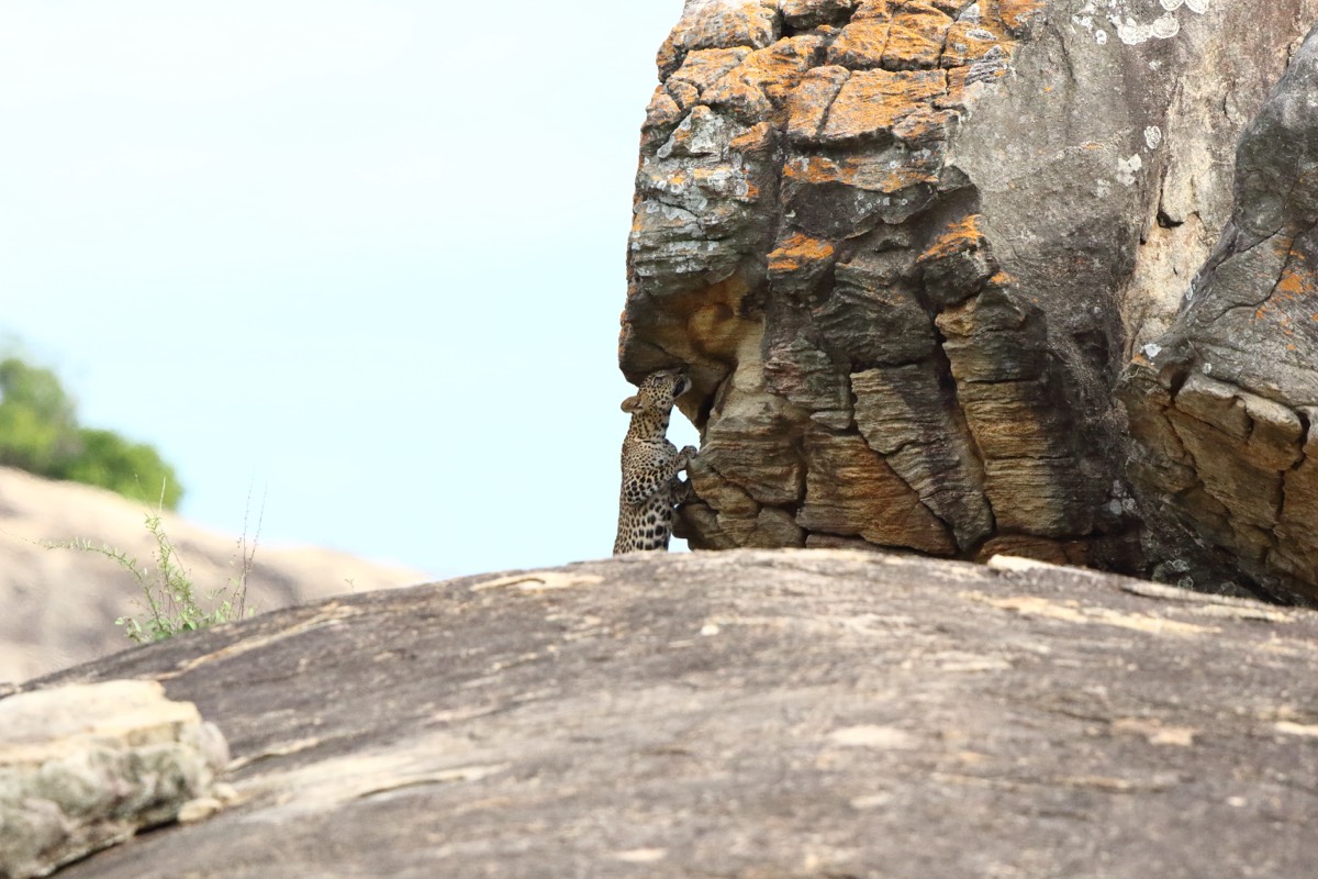 Sri Lankan leopard perched on ancient rock