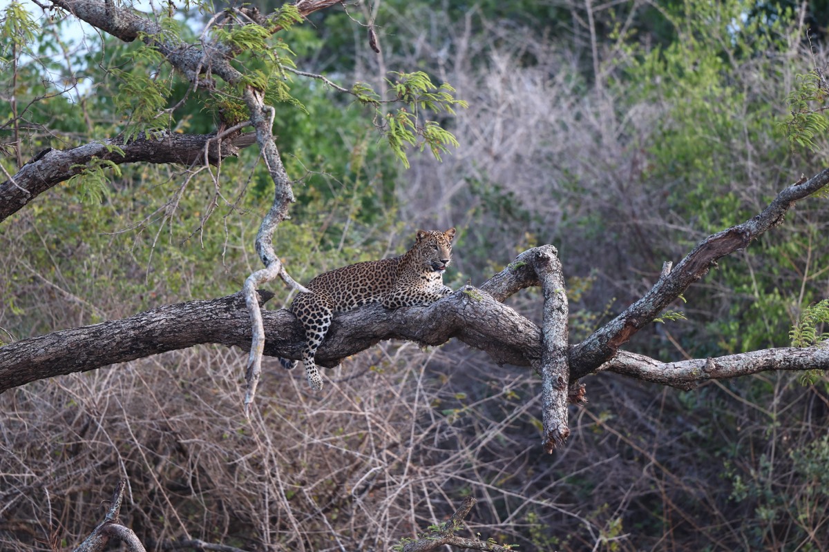 Leopard resting on a tree branch in Yala